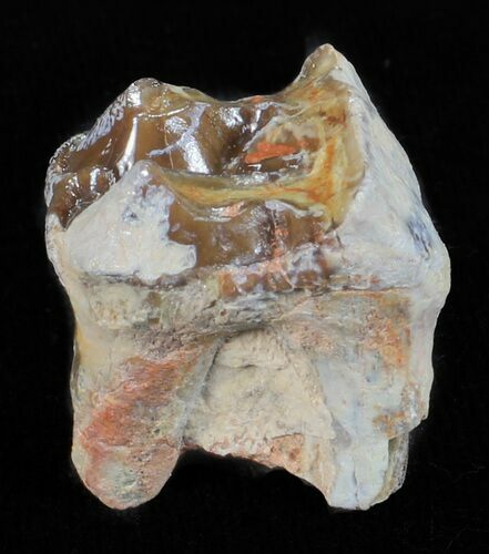 Hyracodon (Running Rhino) Tooth - South Dakota #60960
